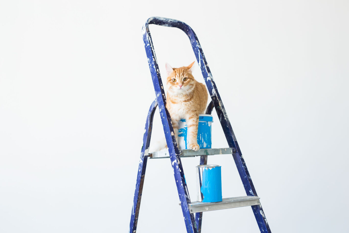 repair painting the walls the cat sits on the st 2025 02 25 14 23 07 utc